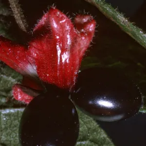 Lonicera involucrata