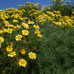 Coreopsis gigantea