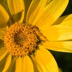 Coreopsis