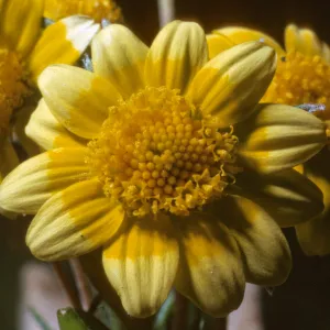 Lasthenia