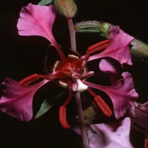 Clarkia unguiculata