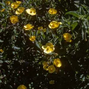 Dendromecon rigida