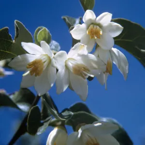 Styrax officinalis ssp. fulvescens
