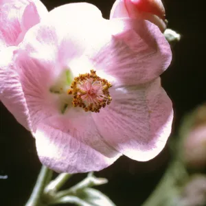 Malacothamnus fasciculatus