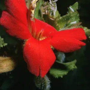 Mimulus cardinalis