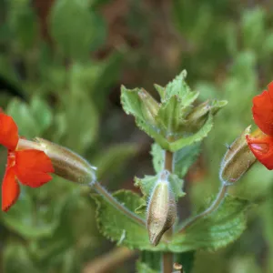 Mimulus cardinalis