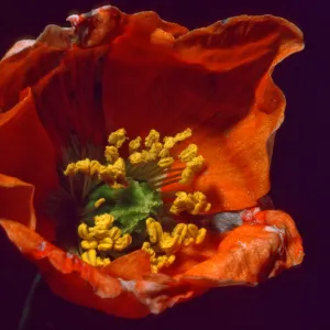 Papaver californicum