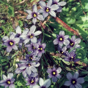 Sisyrinchium bellum