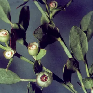 Vaccinium parvifolium