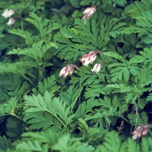 Dicentra formosa
