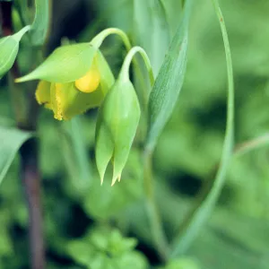 Calochortus amabilis