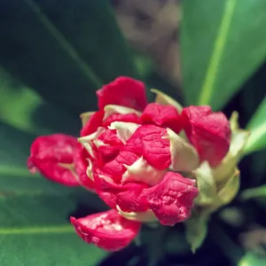 Rhododendron macrophyllum