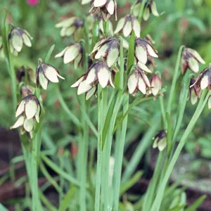 Fritillaria roderickii