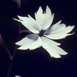 Lithophragma