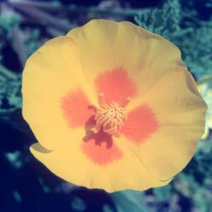 Eschscholzia californica flower, wildflowers on the California Coast Highway 1