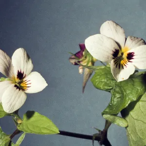 Viola ocillata flowers