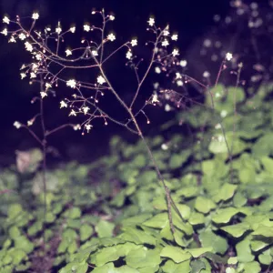 Vancouveria planipetala