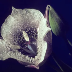 Calochortus tolmiei