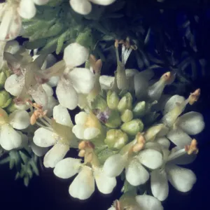 Orthocarpus floribundus