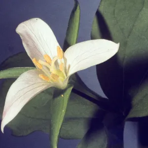 Trillium ovatum 