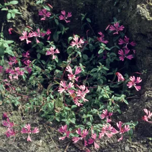 Clarkia concinna (Red Ribbons)