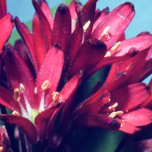 Clintonia andrewsiana 