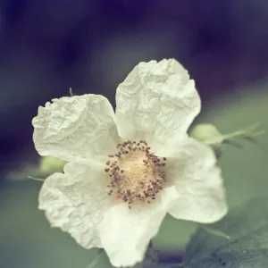 Rubus parviflorus