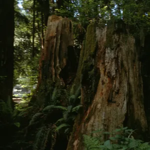 Gualala campgrounds, decaying redwood stump