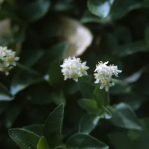 Whipplea modesta flowers, Jolon Road
