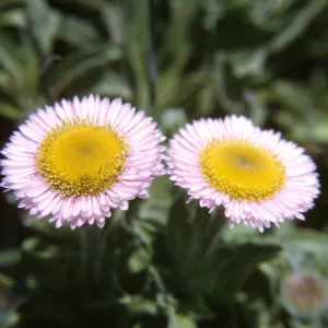 Erigeron glauca 