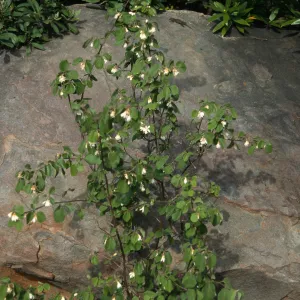 Styrax, SBBG Manzanita Section