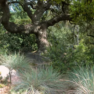 Quercus agrifolia, coast live oak with Festuca californica, SBBG Manzanita Section