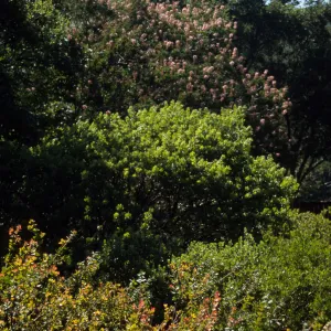 Aesculus 'Canyon Pink', Manzanita Section