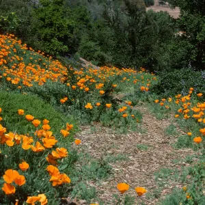 poppies and other Spring wildflowers, Porter Trail