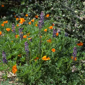 poppies and lupine, Porter Trail