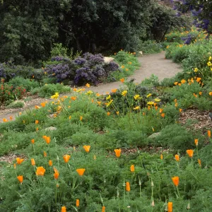 poppies and other Spring wildflowers, Porter Trail