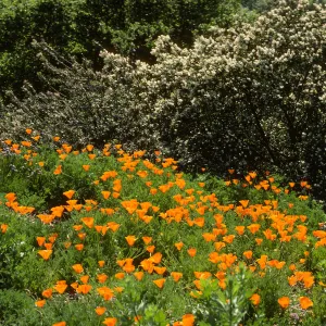 poppies and other Spring wildflowers, Porter Trail