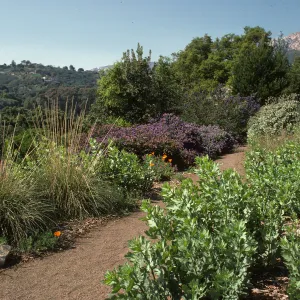 Porter Trail in bloom, wildflowers