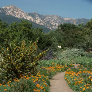 Porter Trail in bloom, wildflowers