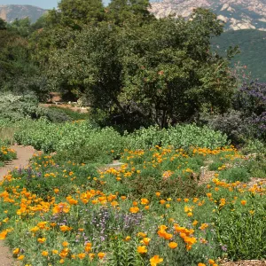 Porter Trail in bloom, wildflowers