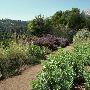 Porter Trail in bloom, wildflowers