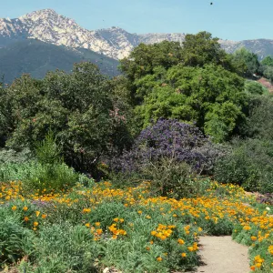 Porter Trail in bloom, wildflowers
