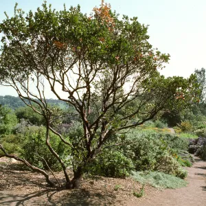 Porter Trail (Manzanita)