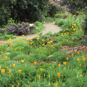 Porter Trail in bloom, wildflowers