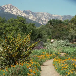 Porter Trail in bloom, wildflowers