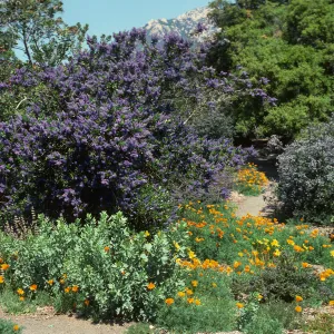 Ceanothus (California Lilac) in bloom, Porter Trail, Ceanothus Section