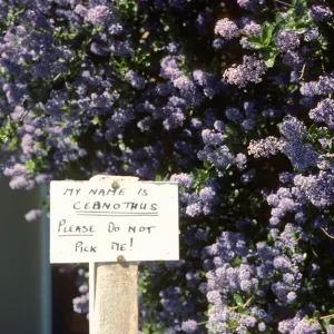 A white, handwritten sign reading "My name is Ceanothus, Please do not pick me!" in front of a large bush laden with clusters of tiny lilac flowers.