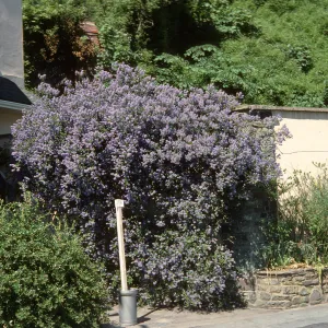 A large bush laden with clusters of tiny, lilac flowers grows outside the front door of a building next to a tall wall. 