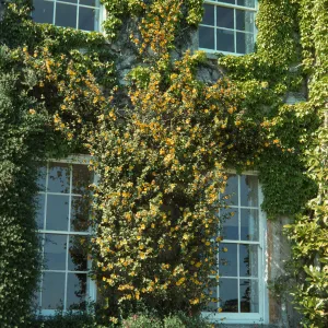 The outer wall of a building with four windows. The wall is completely covered with multiple types of climbing ivy vines, the center-most of which blooms with yellow flowers. 