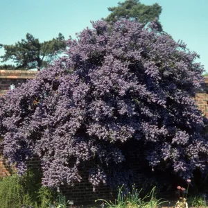 A large bush laden with clusters of tiny, lilac flowers grows next to an brick wall. 
